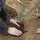 No es solo reforestar la Tierra, científicos alertan que plantar árboles en lugares equivocados puede calentar el planeta